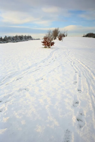 Voetafdrukken Sneeuw Winter Stockafbeelding