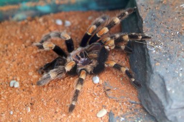 Tarantula resmini kapat