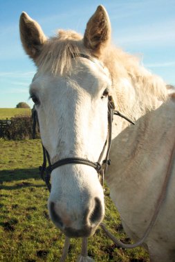 beyaz at tarafı portrede