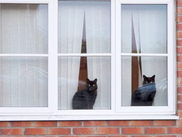 Две Кошки Окне — стоковое фото