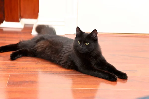 Kedi ahşap zeminde dinleniyor.