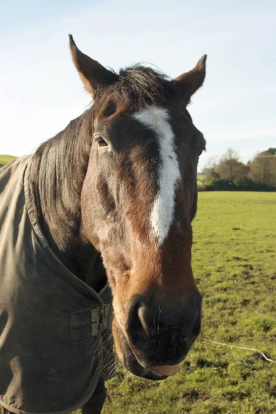 Yüzünde beyaz çizgili at