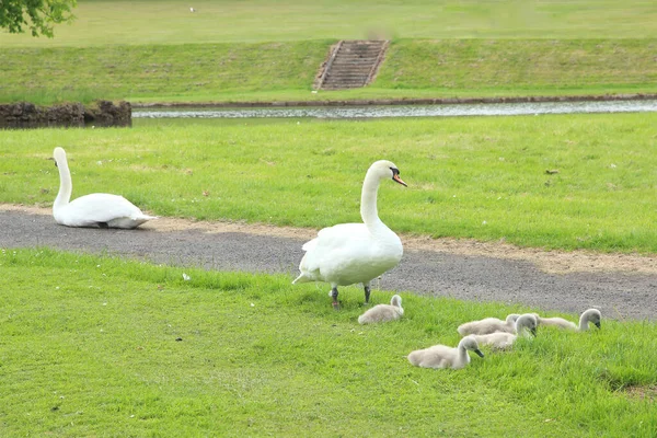 Svanar Med Sin Cygnet — Stockfoto