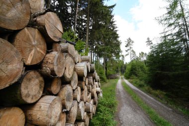 Orman yolunda odun yığdım.