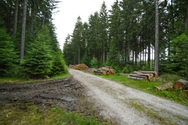 Orman yolunda odun yığdım.