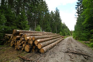 Orman yolunda odun yığdım.