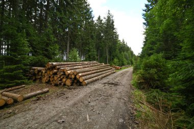 Orman yolunda odun yığdım.