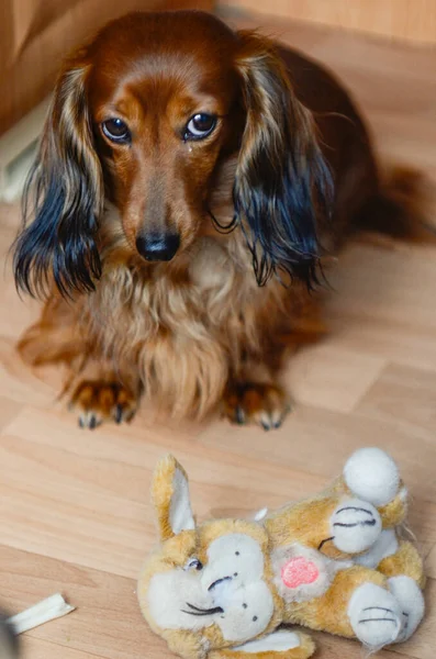 Küçük oturan uzun saçlı kahverengi dachshund.