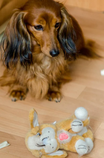 Küçük oturan uzun saçlı kahverengi dachshund.