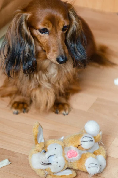 Küçük oturan uzun saçlı kahverengi dachshund.