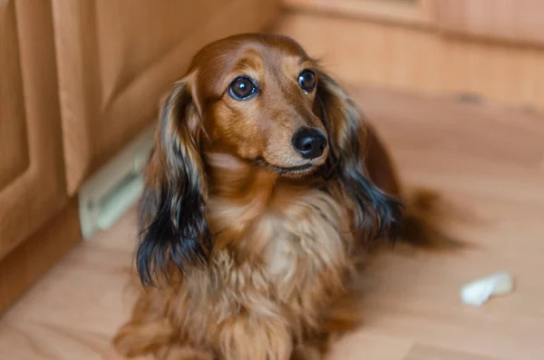 Küçük oturan uzun saçlı kahverengi dachshund.