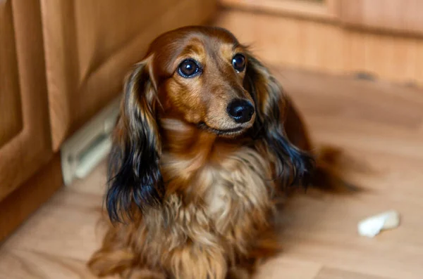 Küçük oturan uzun saçlı kahverengi dachshund.