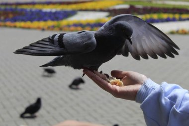 Elinde güvercin var.
