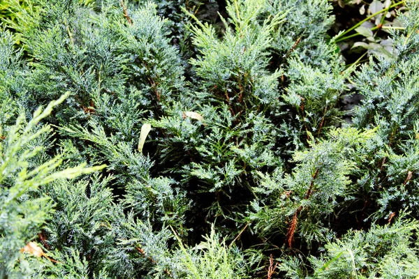 Grüner Wacholder Auf Dem Boden — Stockfoto