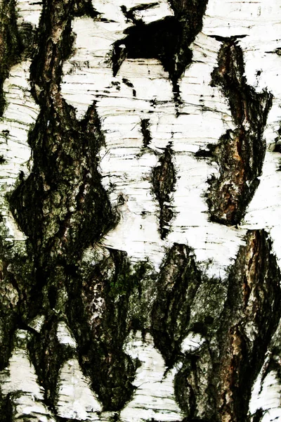 Tekstury Kory Drzewa Czarno Białe — Zdjęcie stockowe