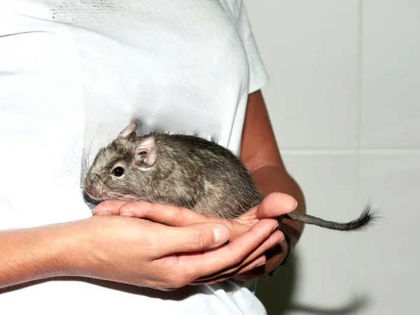 Kadın eli, Octodon Degu 'ya sarılıyor