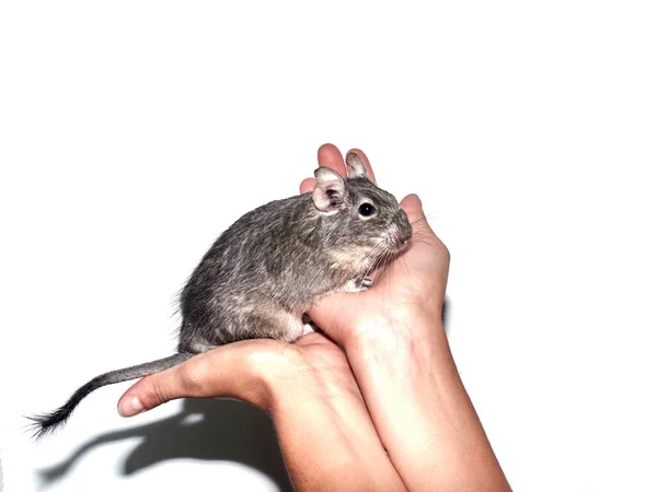 Kadının elleri Octodon Degu 'yu tutuyor