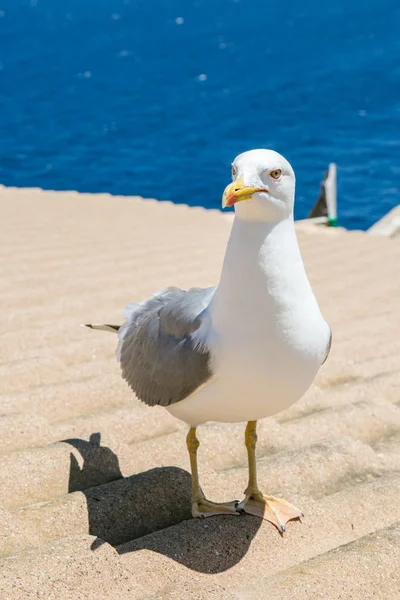 Vit Måsen Solen Solig Dag — Stockfoto