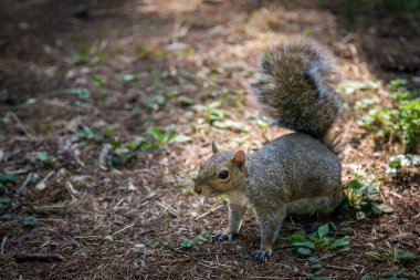 Küçük sincap pozlar ahşap