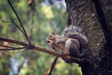 Küçük sincap bir ceviz bir dal üzerinde yiyor.