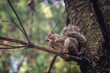 Küçük sincap bir ceviz bir dal üzerinde yiyor.