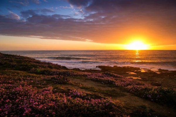 サルデーニャ海の上の美しい日没の前に花畑 ロイヤリティフリーのストック写真