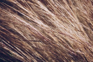 Yazın doğada yabani otlar..