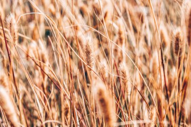 Yaz aylarında tahıl tarlası. Yakın plan.