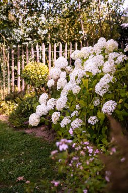 Beyaz ortancaları ve ahşap çitleri olan güzel bir çiçek bahçesi. Yüksek kalite fotoğraf