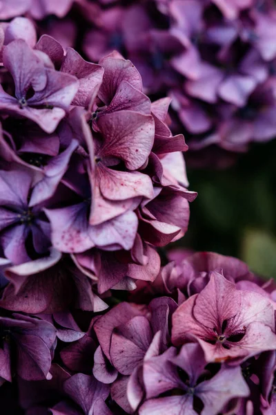 Hidrangea Rosa Roxa Jardim Verão Foto Alta Qualidade Imagem De Stock