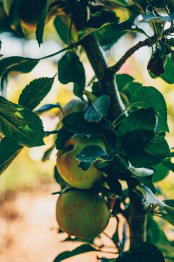 Bahçedeki elma dalında elmalar