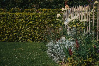 Beyaz ortancaları ve ahşap çitleri olan güzel çiçek bahçesi