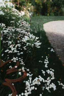 Bahçe bahçesinde, garaj yolunun kenarında beyaz çiçekler.