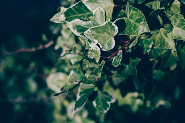 Ivy oddział w ogrodzie z cieniem — Zdjęcie stockowe