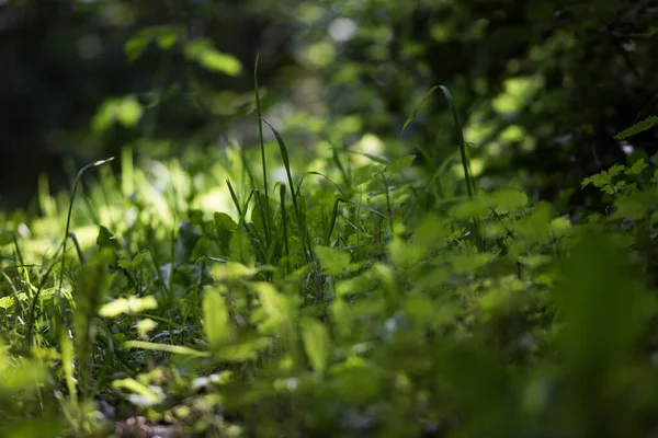 Ormanın çalılıklarında yeşil çimenler ve güneş ışığı.