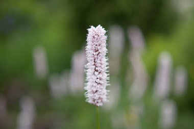 Yakın mesafeden beyaz çiçek..