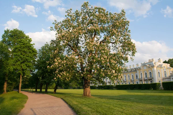 Blommande Kastanj Parken Stockfoto