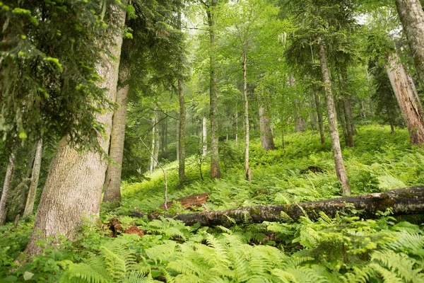 Floresta Verde Nas Montanhas Rússia Krasnaya Polyana Sochi — Fotografia de Stock