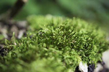 bir ağaç dalında yeşil yosun.