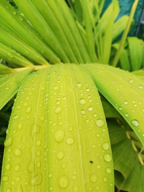 Yaprağın üzerine güzel su damlaları