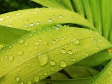 Su damlalı güzel bir yaprak 