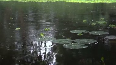 Yağmur damlaları Nymphaea yapraklarının üzerine düşüyor, su bitkileri, yaygın olarak su zambakları olarak bilinir. Hint muson görüntüleri. Howrah, West Bengal, Hindistan 'da çekilmiş..