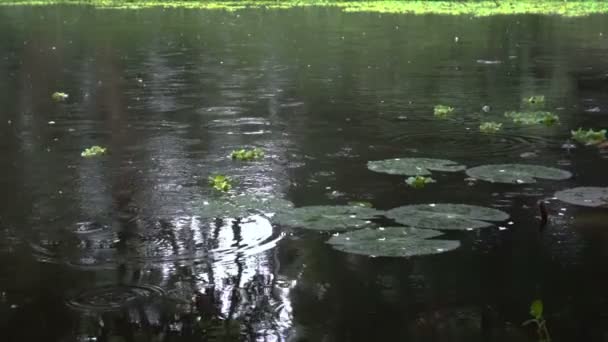 Krople Deszczu Spadają Liście Nimfy Roślin Wodnych Powszechnie Znane Jako — Wideo stockowe