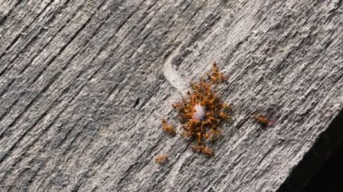 Oecophylla smaragdina, bir ağaç gövdesinde takım olarak yemek yiyen sıradan dokumacı karıncalar. Howrah, Batı Bengal, Hindistan.