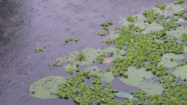 Eichhornia crassipes 'a düşen yağmur damlaları, yaygın olarak su sümbülü olarak bilinir, göldeki bir su bitkisi. Howrah, Batı Bengal, Hindistan 'da çekildi - Hindistan muson yağmurları görüntüleri,