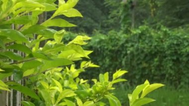 Yeni doğan yeşil yaprakların üzerine düşen yağmur damlaları, orman arka planı, Hindistan muson yağmurları.,