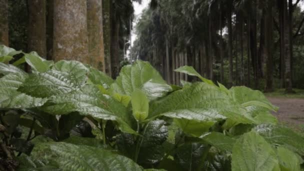 Gotas Chuva Caindo Folhas Verdes Frescas Recém Nascidas Fundo Natureza — Vídeo de Stock