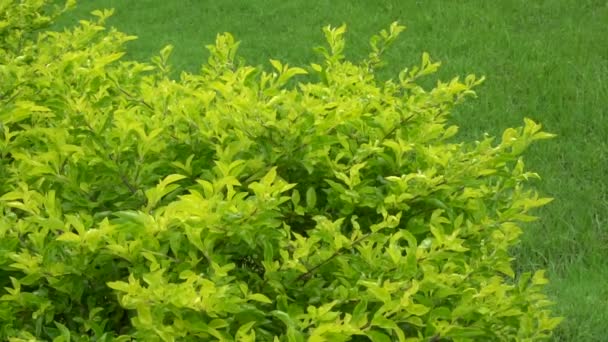 Gouttes Pluie Tombant Sur Les Feuilles Vertes Fraîches Nouveau Fond — Video