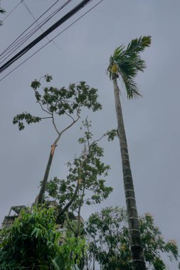 Süper kasırga Amphan yere düşen bir ağacı kırdı. Yıkım Batı Bengal eyaletine çok zarar verdi. Howrah, West Bengal, Hindistan 'da çekilmiş..