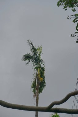 Süper kasırga Amphan yere düşen bir ağacı kırdı. Yıkım Batı Bengal eyaletine çok zarar verdi. Howrah, West Bengal, Hindistan 'da çekilmiş..